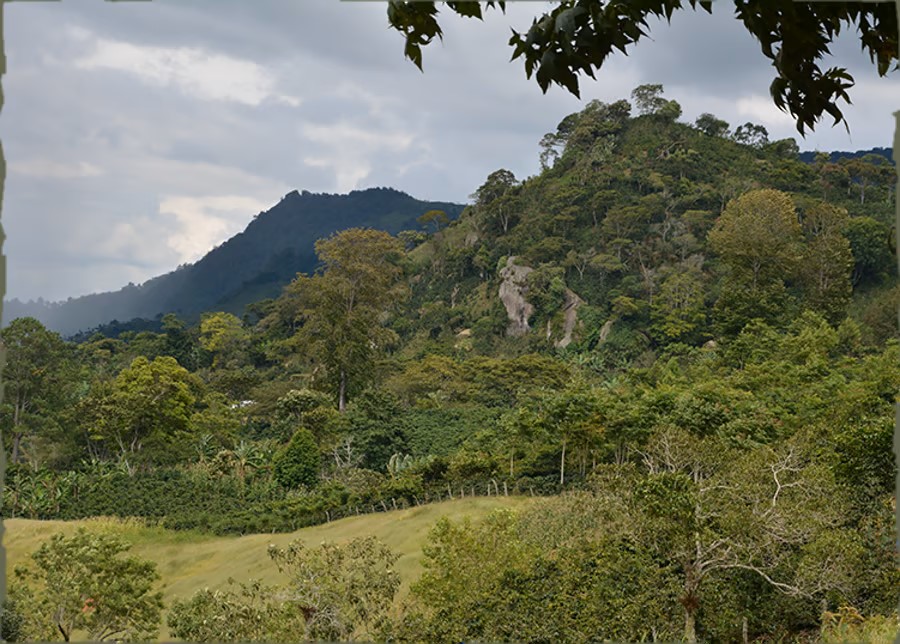 BE-honduras-coffee-landscape