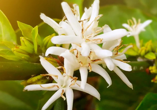 Coffee flower