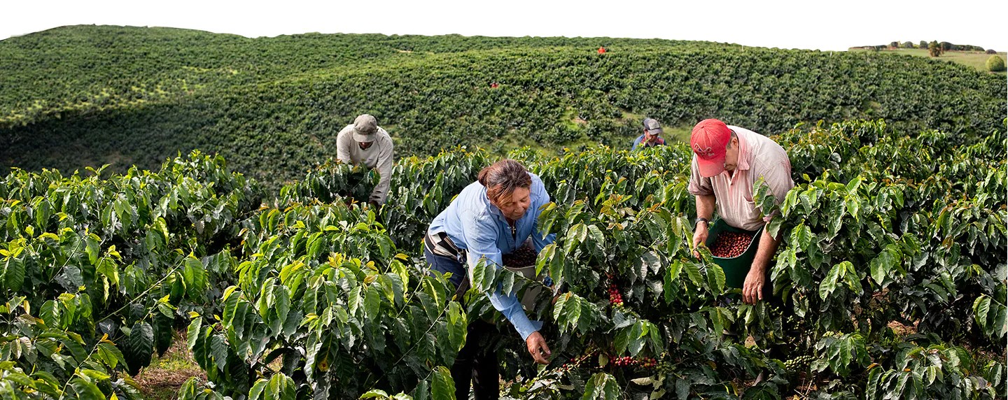 sustainability image
