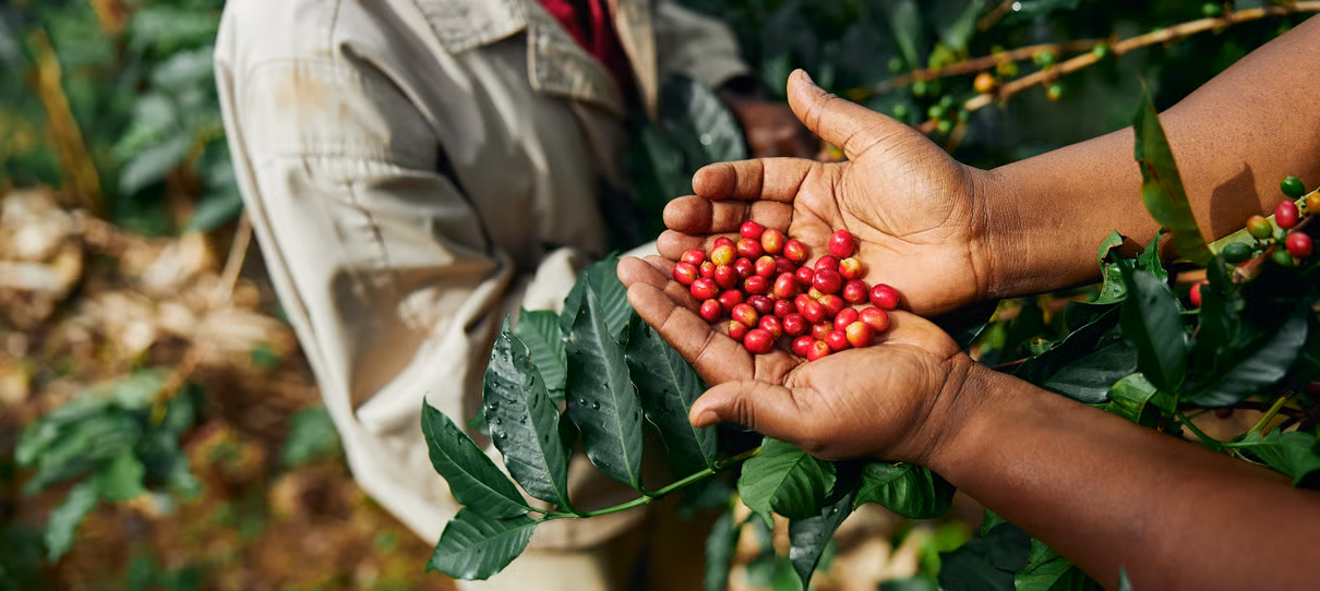 be-Coffeeberriessustainability